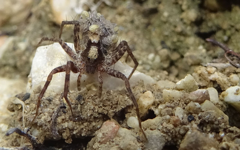 radiata o tarantula? Pardosa sp. (con prole) - Cimino (TN)